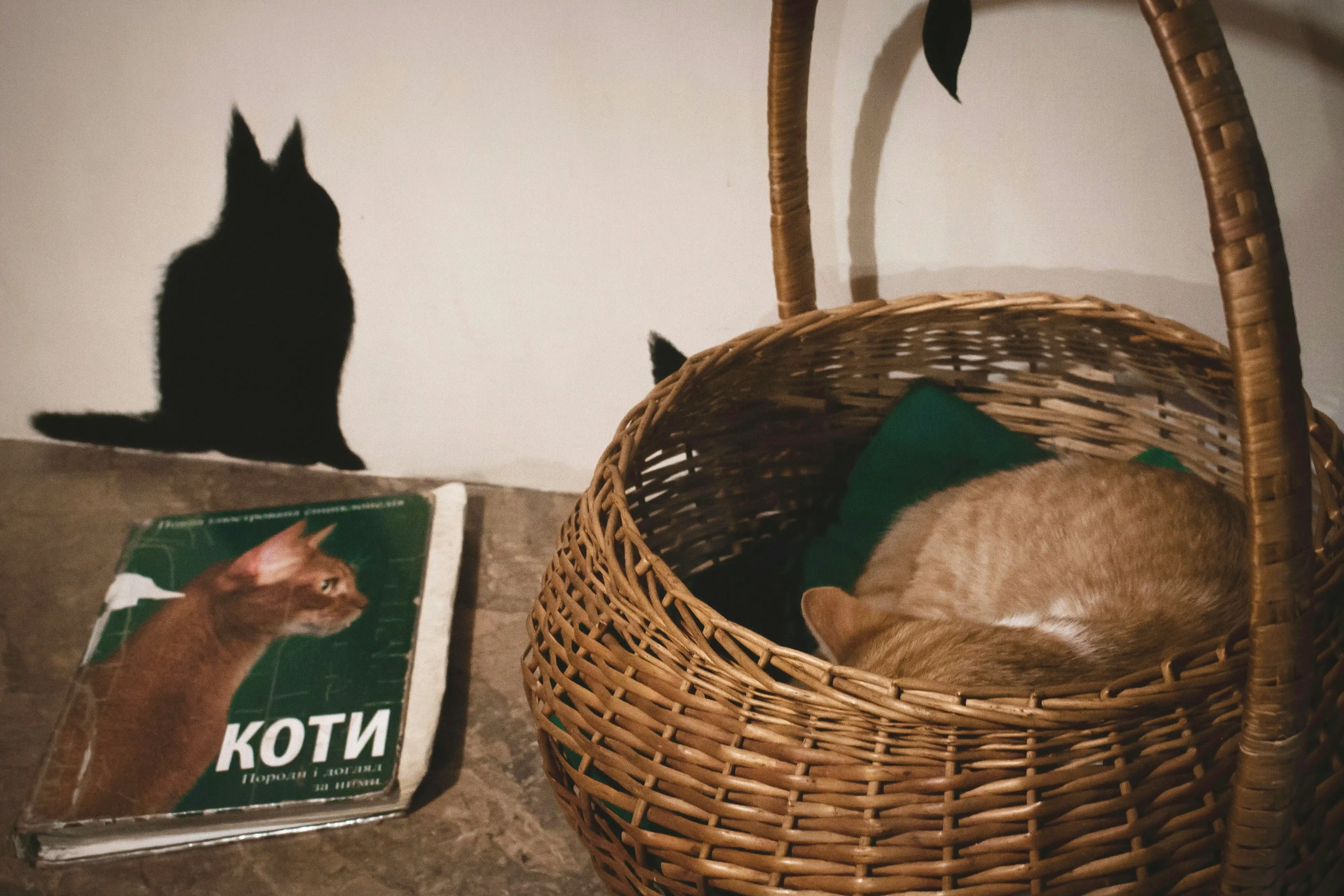 고양이 이미지 3